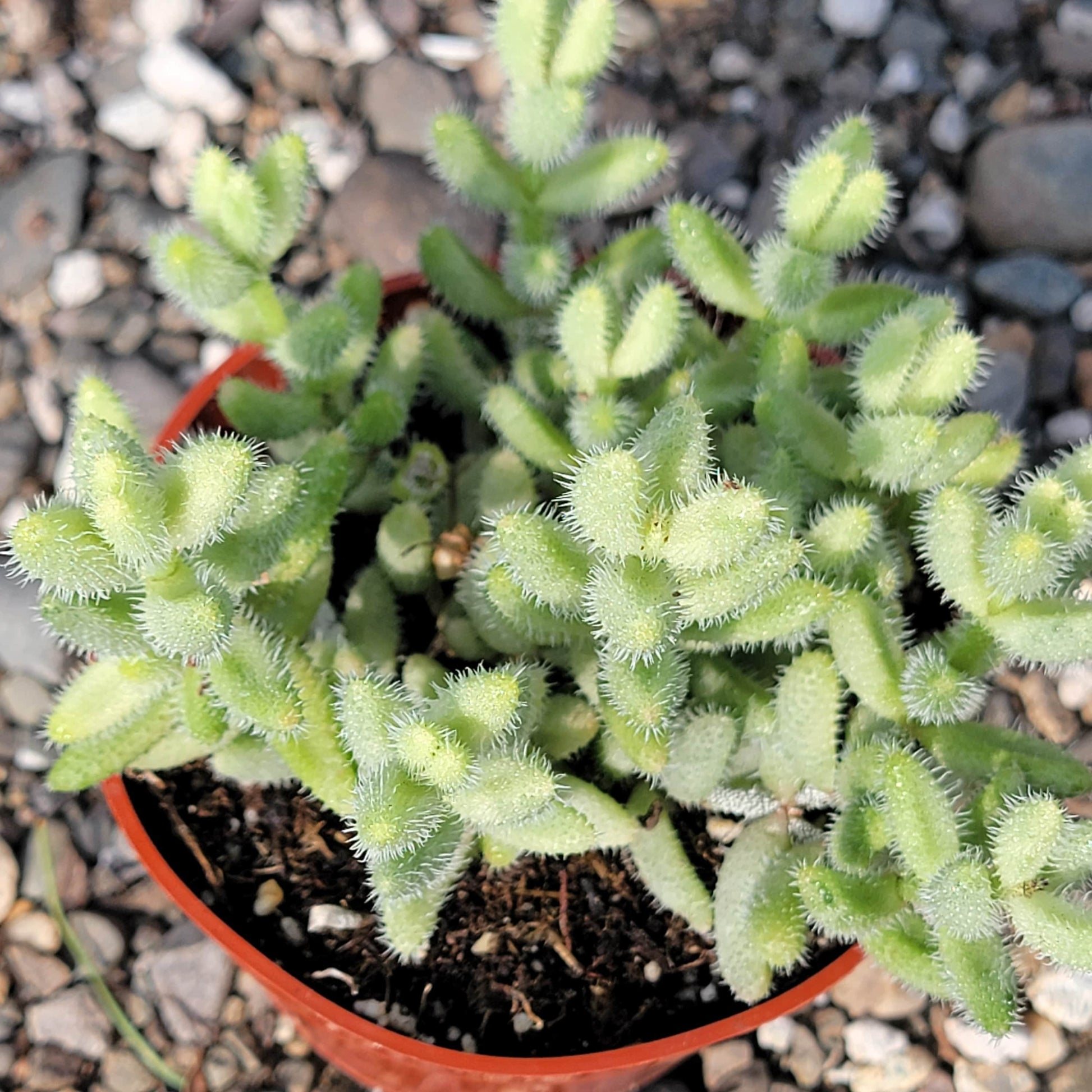 DesertScapeSucculent Succulent 4" Assorted Delosperma Echinatum 'Pickle Plant' Var.