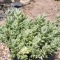 Delosperma Echinatum 'Pickle Plant' Var. - 8 Inch Assorted - Succulent - DesertScapeSucculent