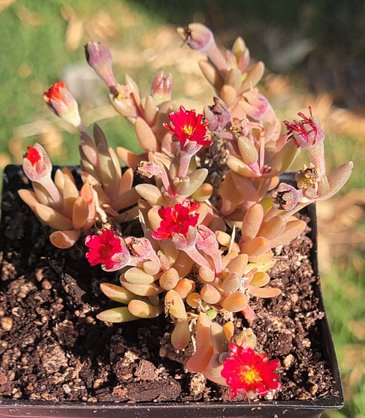 Delosperma Hotcakes® ‘Saucy Strawberry’