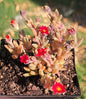 Delosperma Hotcakes® ‘Saucy Strawberry’ - 3.5 Inch A - Succulent - DesertScapeSucculent