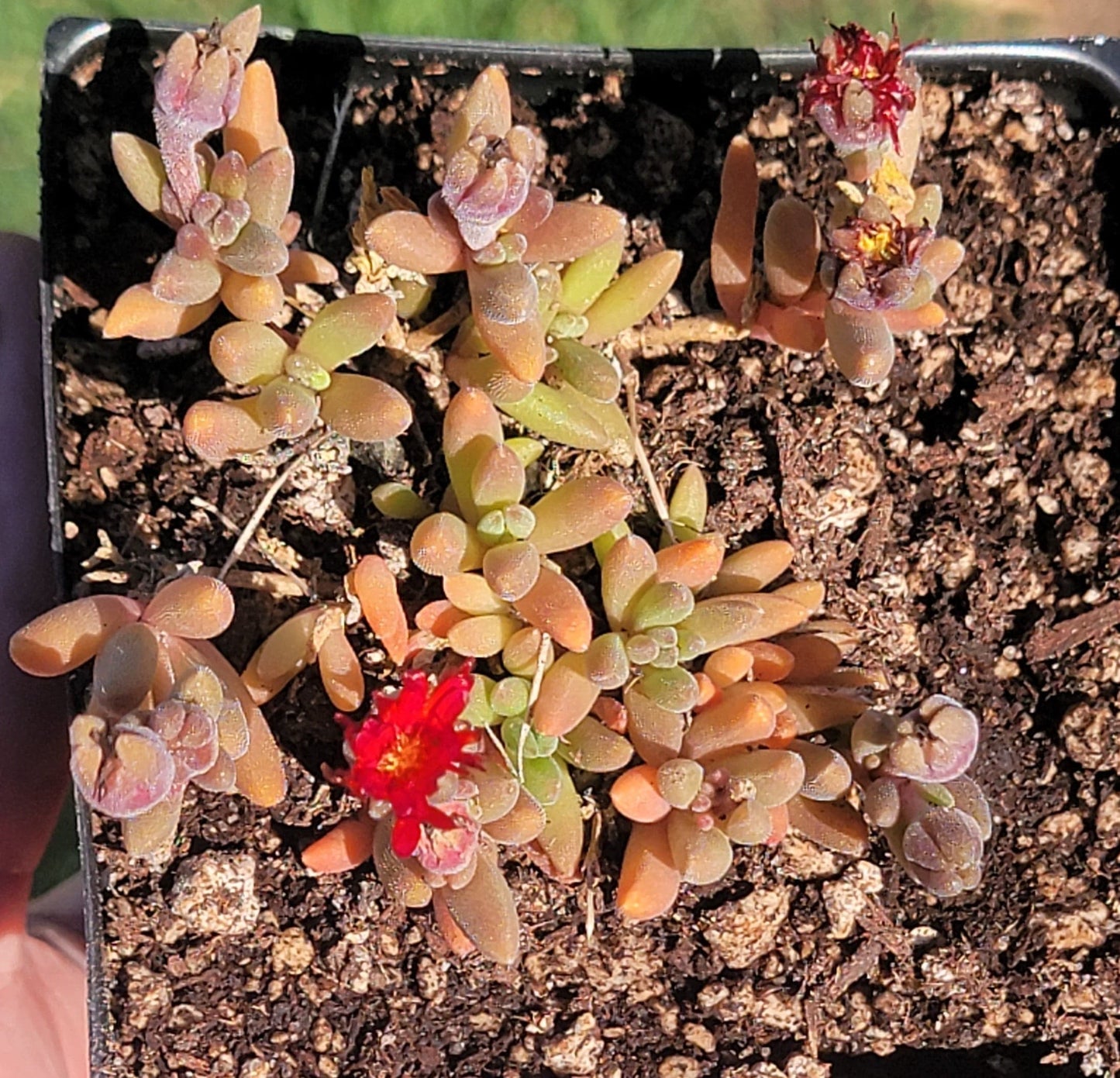 Delosperma Hotcakes® ‘Saucy Strawberry’