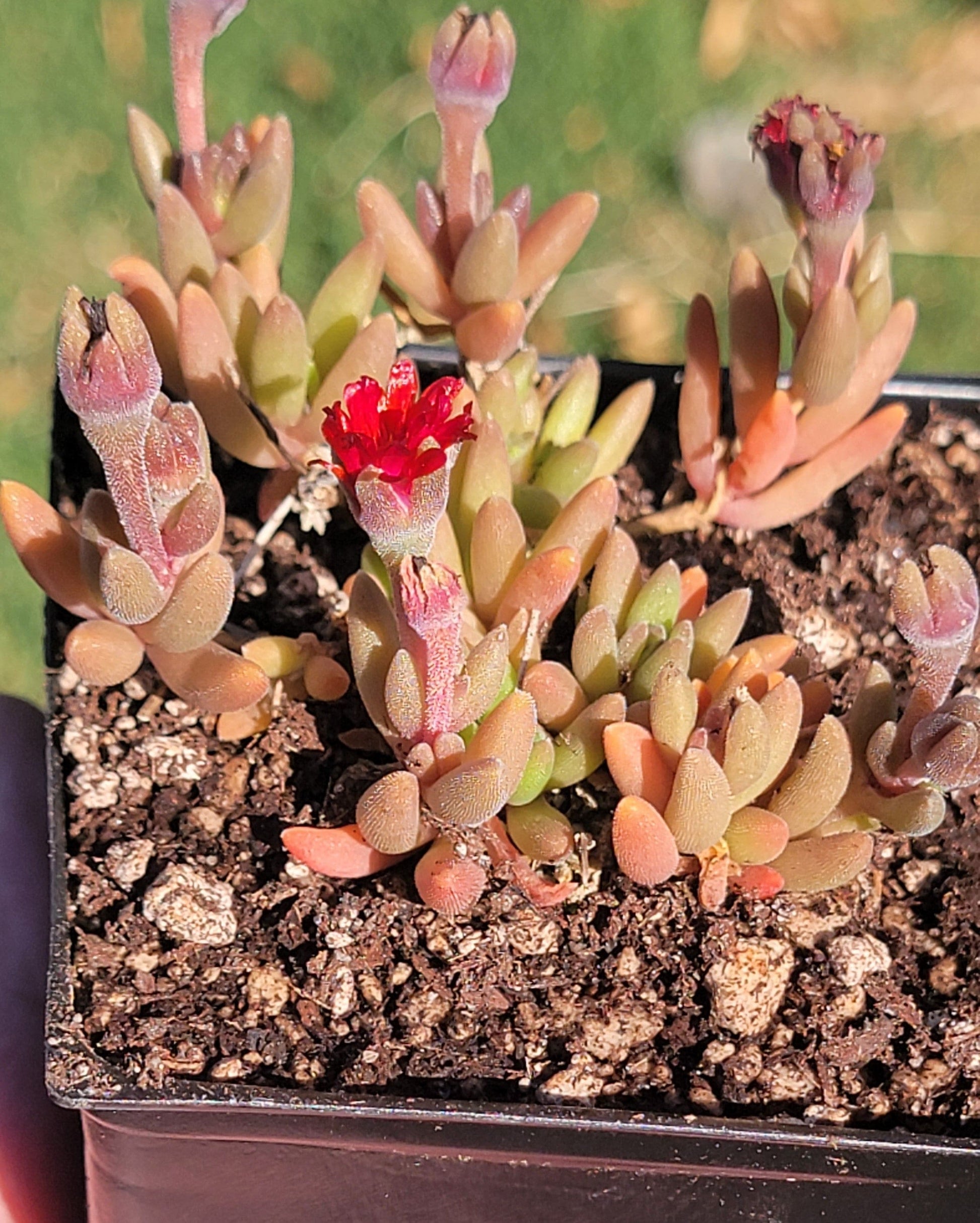 Delosperma Hotcakes® ‘Saucy Strawberry’ - 3.5 Inch B - Succulent - DesertScapeSucculent