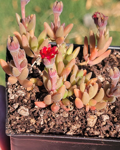 Delosperma Hotcakes® ‘Saucy Strawberry’