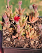 Delosperma Hotcakes® ‘Saucy Strawberry’ - 3.5 Inch B - Succulent - DesertScapeSucculent