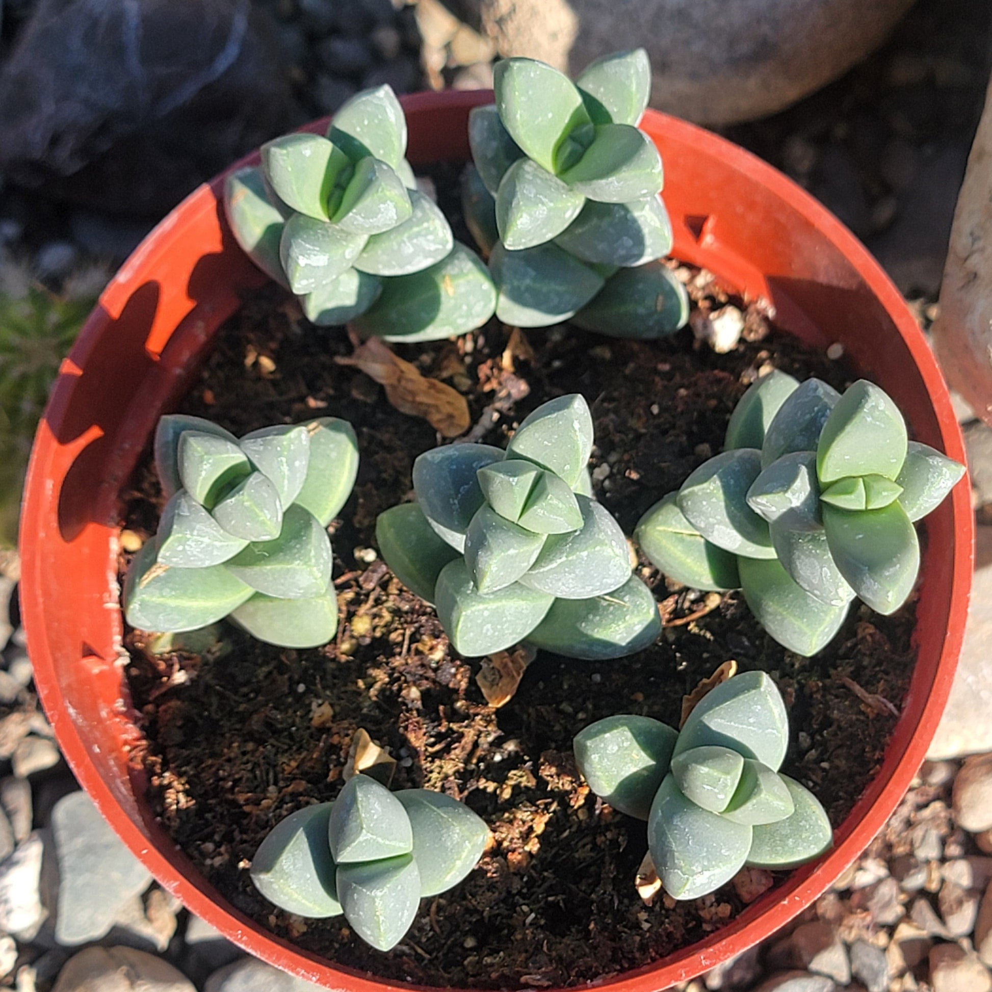 DesertScapeSucculent Succulent 4" Assorted Delosperma Lehmanii 'Ice Plant'