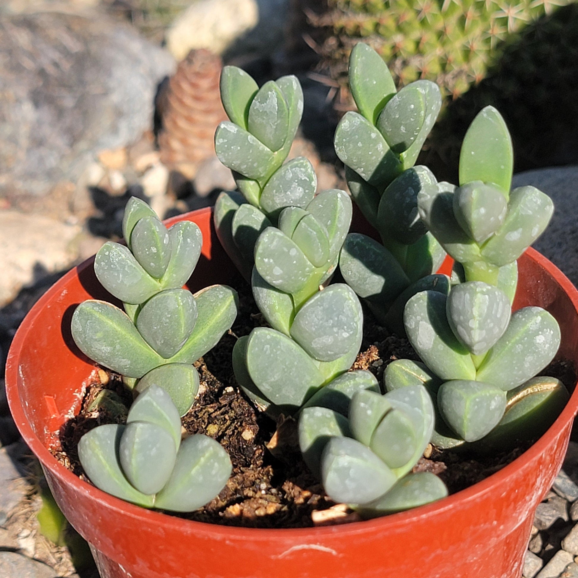 DesertScapeSucculent Succulent 4" Assorted Delosperma Lehmanii 'Ice Plant'