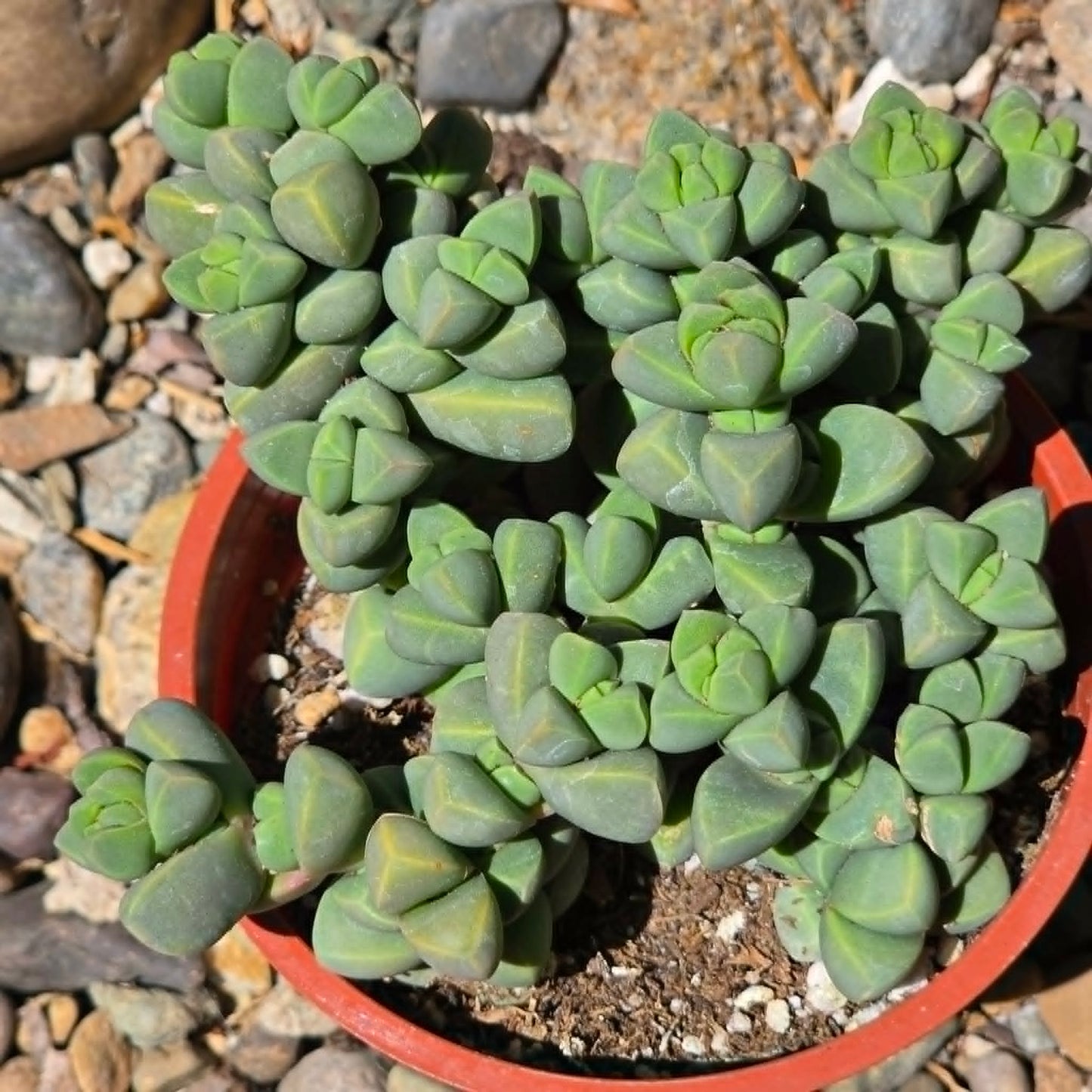 DesertScapeSucculent Succulent 4 Inch Delosperma Lehmanii 'Ice Plant'