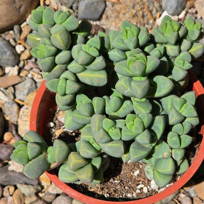 DesertScapeSucculent Succulent 4 Inch Delosperma Lehmanii 'Ice Plant'