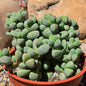DesertScapeSucculent Succulent 4 Inch Delosperma Lehmanii 'Ice Plant'