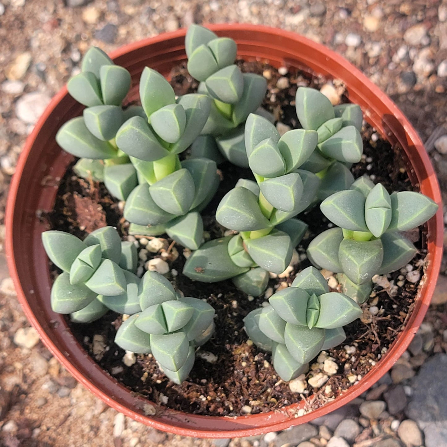 Delosperma Lehmanii 'Ice Plant'