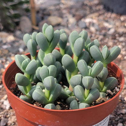 Delosperma Lehmanii 'Ice Plant'