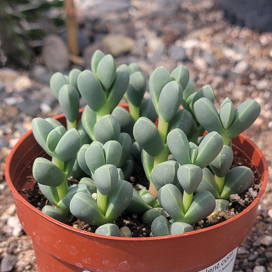 Delosperma Lehmanii 'Ice Plant'