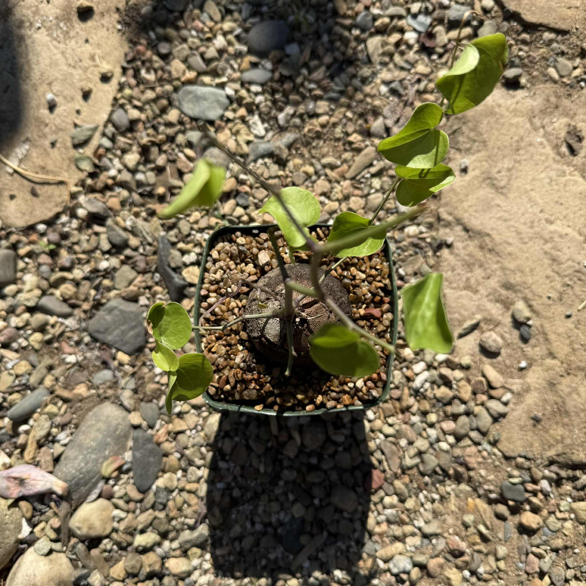 Dioscorea elephantipes - 5 Inch - Succulent - DesertScapeSucculent