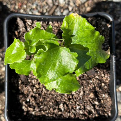 Dioscorea elephantipes