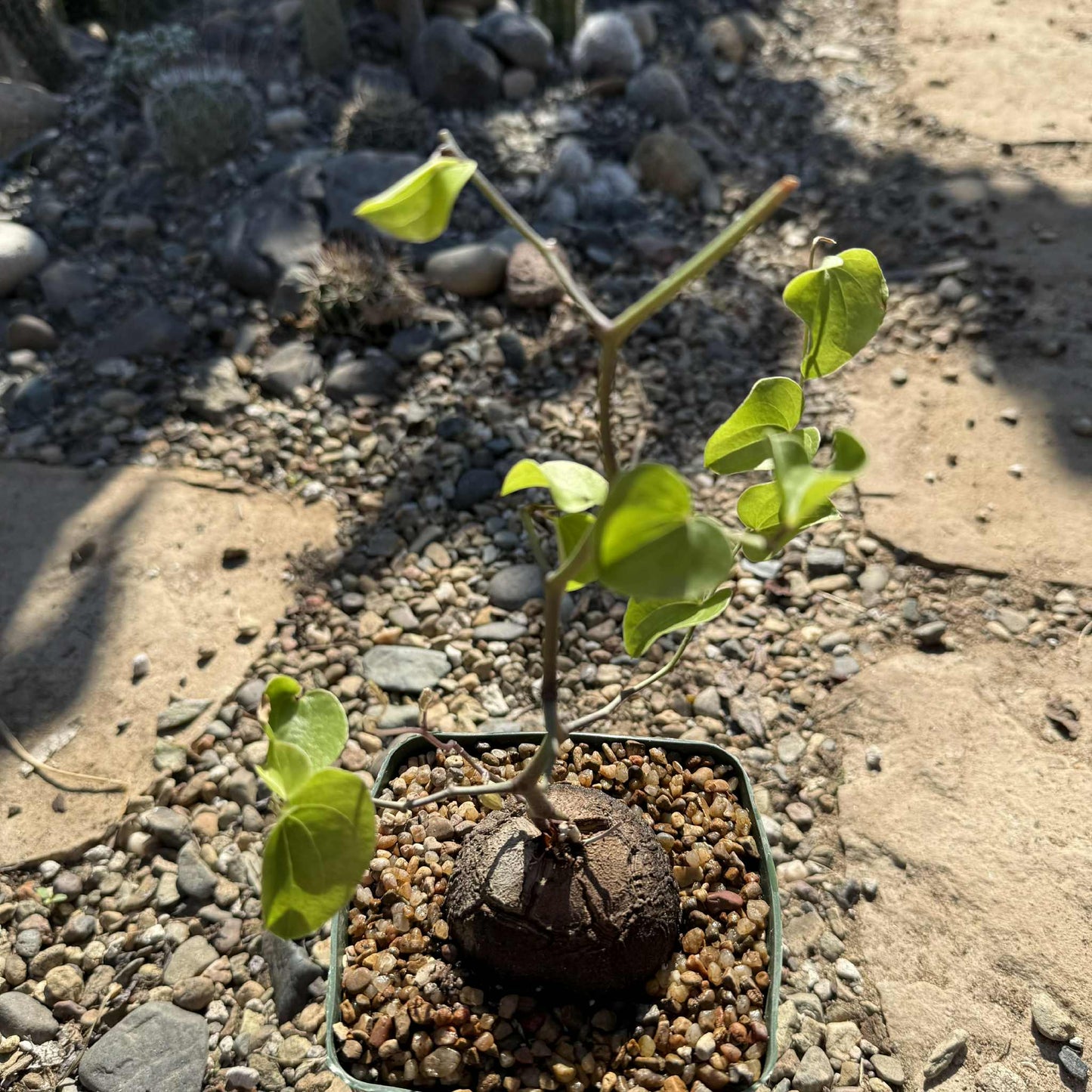 Dioscorea elephantipes - 6 Inch - Succulent - DesertScapeSucculent