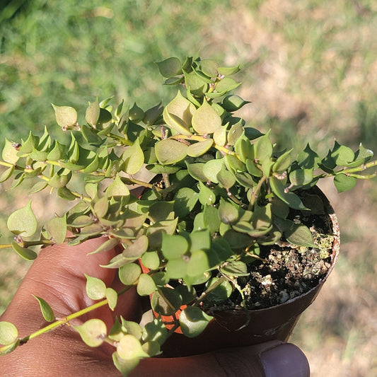 Dischidia ruscifolia 'Million Hearts'