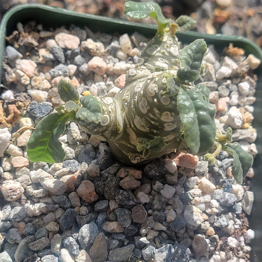 DesertScapeSucculent Succulent 4" Assorted Dorstenia aff foetida 'Grendelion'