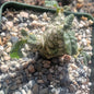 Dorstenia aff foetida 'Grendelion' - 4 Inch Assorted - Succulent - DesertScapeSucculent