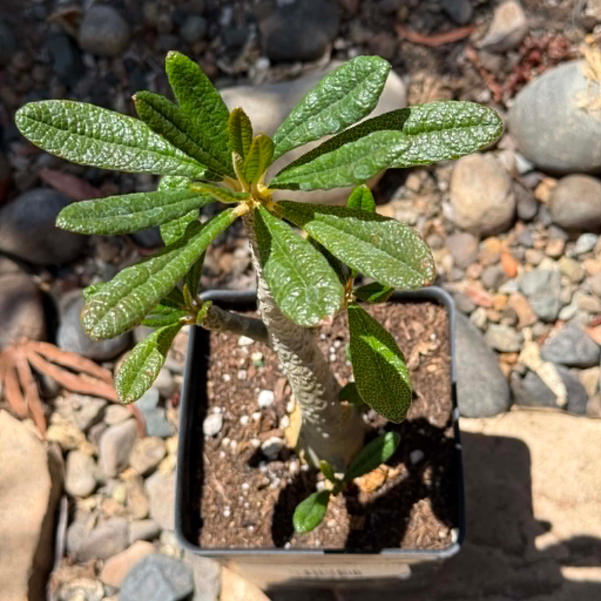 DesertScapeSucculent Succulent Dorstenia gigas 'Socotran Fig Tree'