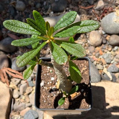 DesertScapeSucculent Succulent Dorstenia gigas 'Socotran Fig Tree'
