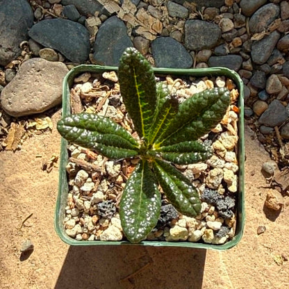 DesertScapeSucculent Succulent Dorstenia gigas 'Socotran Fig Tree'