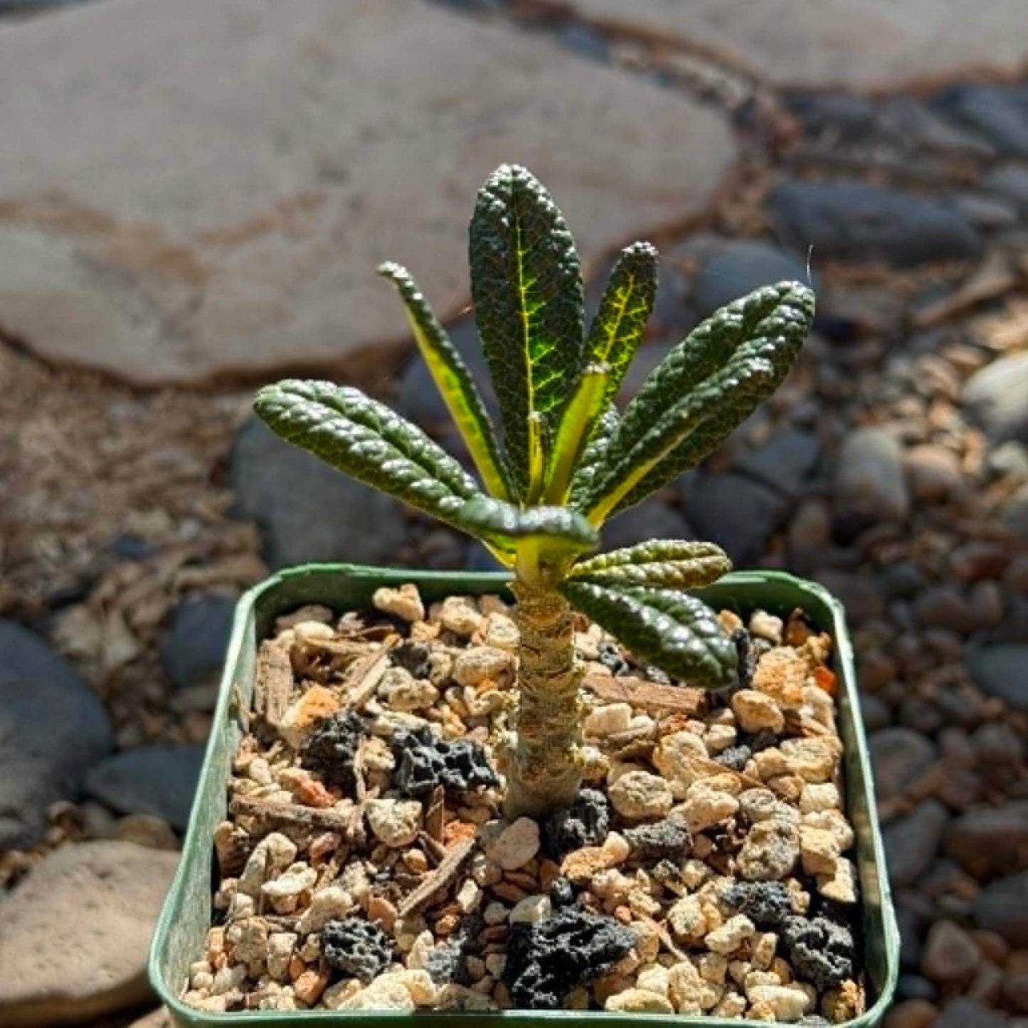 DesertScapeSucculent Succulent Dorstenia gigas 'Socotran Fig Tree'