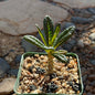 DesertScapeSucculent Succulent Dorstenia gigas 'Socotran Fig Tree'