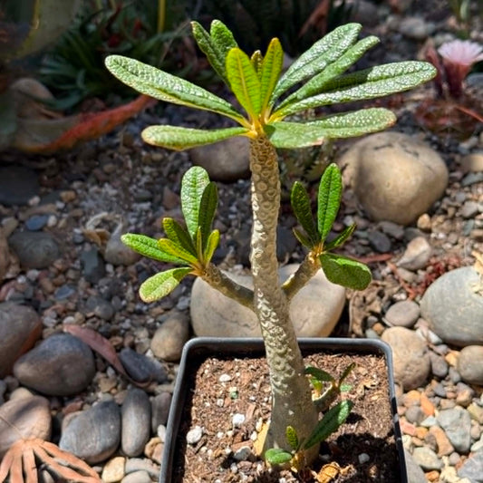 DesertScapeSucculent Succulent 6 Inch Assorted Dorstenia gigas 'Socotran Fig Tree'