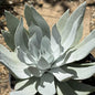 Dudleya brittonii - 1 gal Assorted - Succulent - DesertScapeSucculent