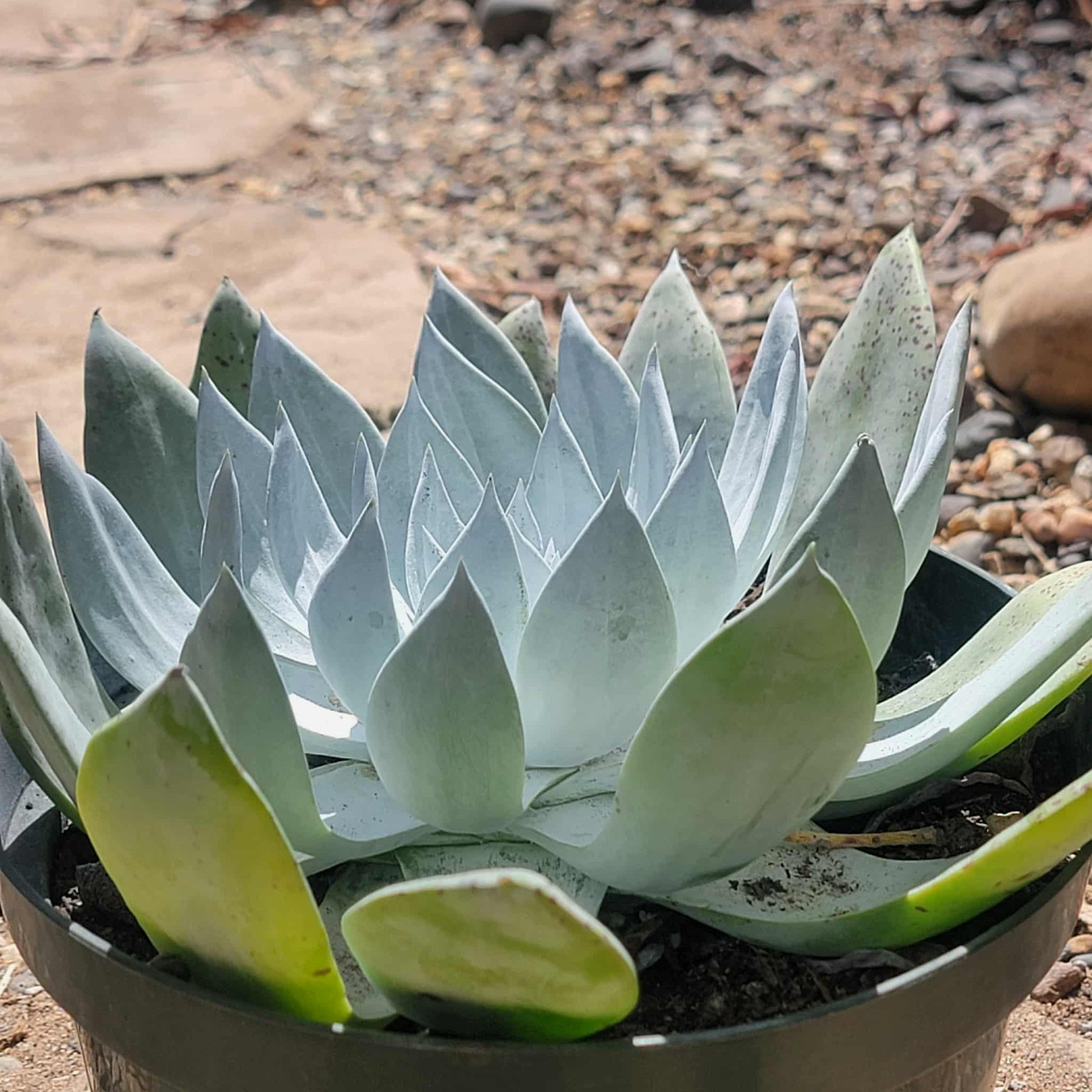 Dudleya brittonii - 2 gal Assorted - Succulent - DesertScapeSucculent