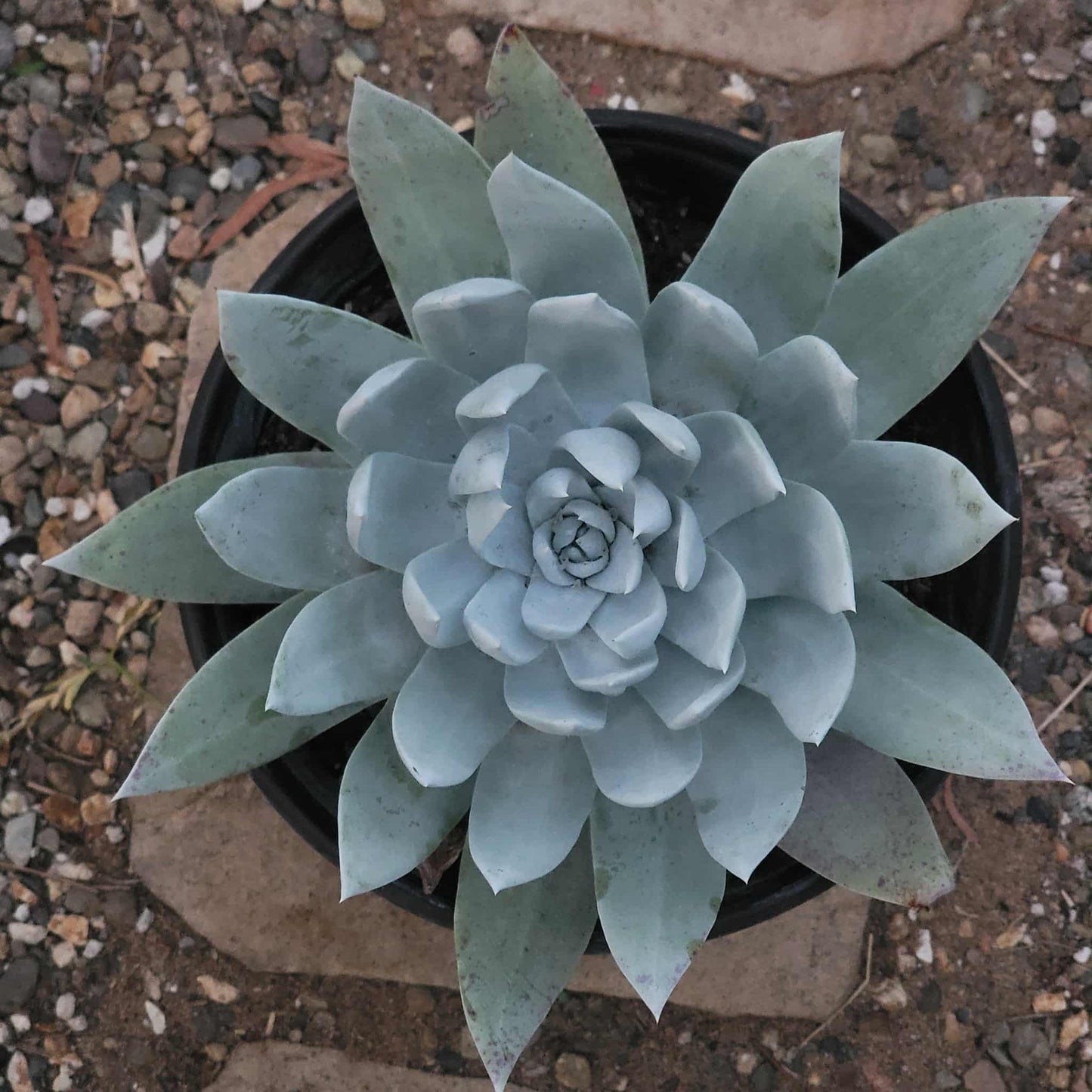 Dudleya brittonii - 2 gal Assorted - Succulent - DesertScapeSucculent