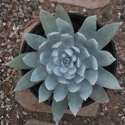 Dudleya brittonii - 2 gal Assorted - Succulent - DesertScapeSucculent