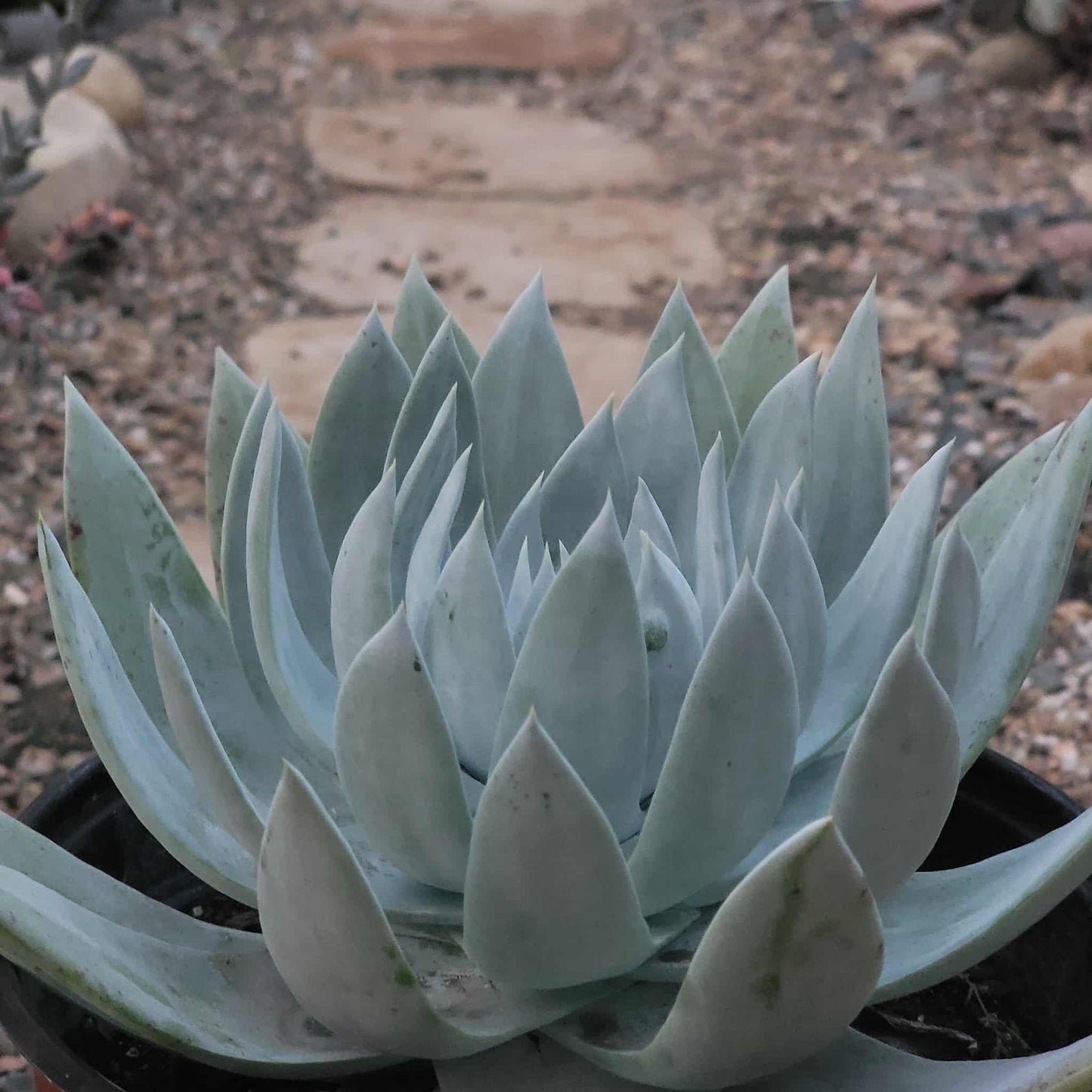 Dudleya brittonii - 2 gal Assorted - Succulent - DesertScapeSucculent
