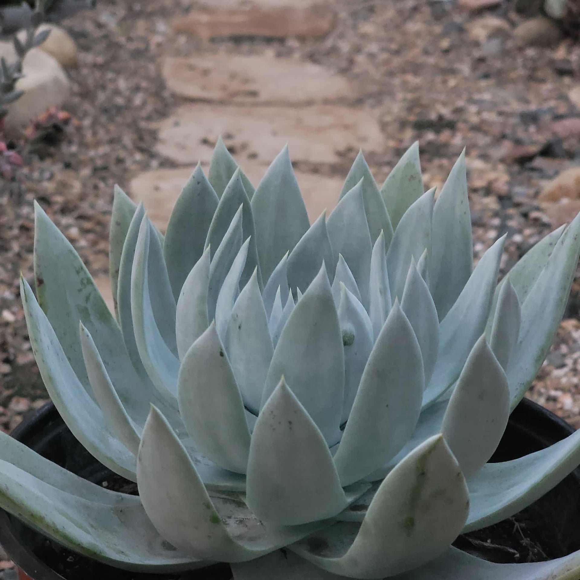 succulent dudleya Dudleya brittonii 'Giant Chalk'