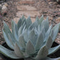Dudleya brittonii - 2 gal Assorted - Succulent - DesertScapeSucculent