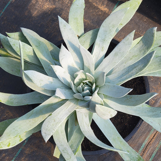 Dudleya brittonii