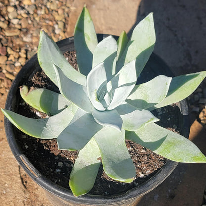 DesertScapeSucculent Succulent Dudleya brittonii