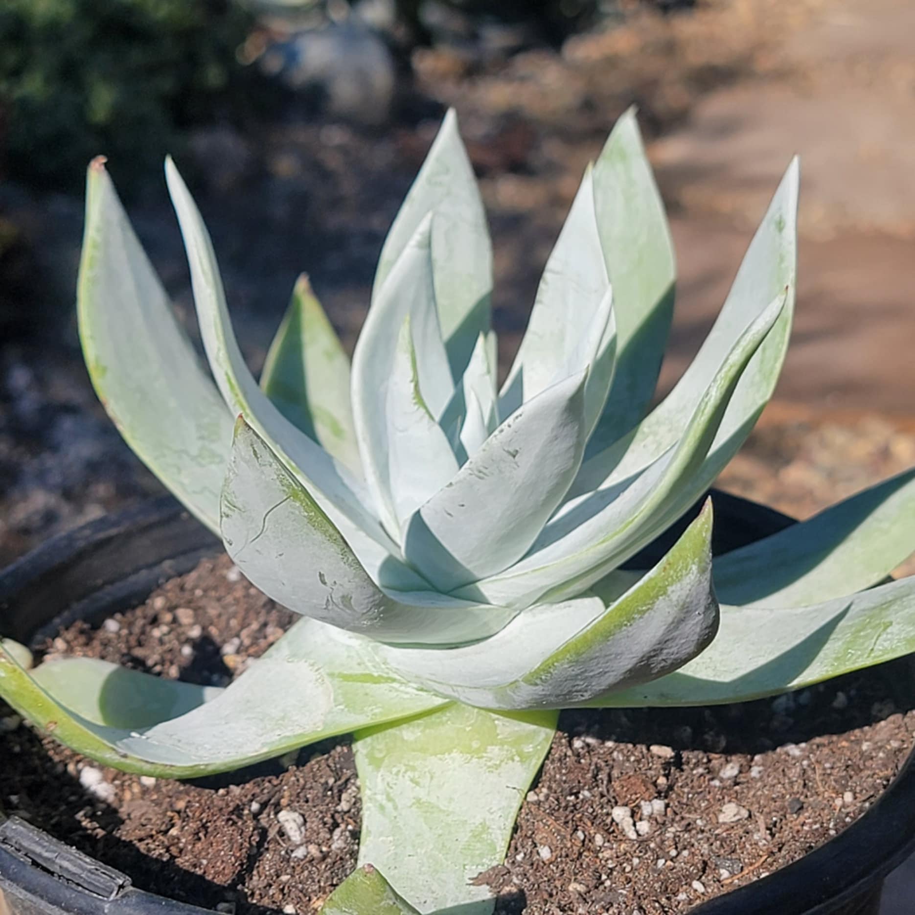 DesertScapeSucculent Succulent 1 gal Assorted Dudleya brittonii