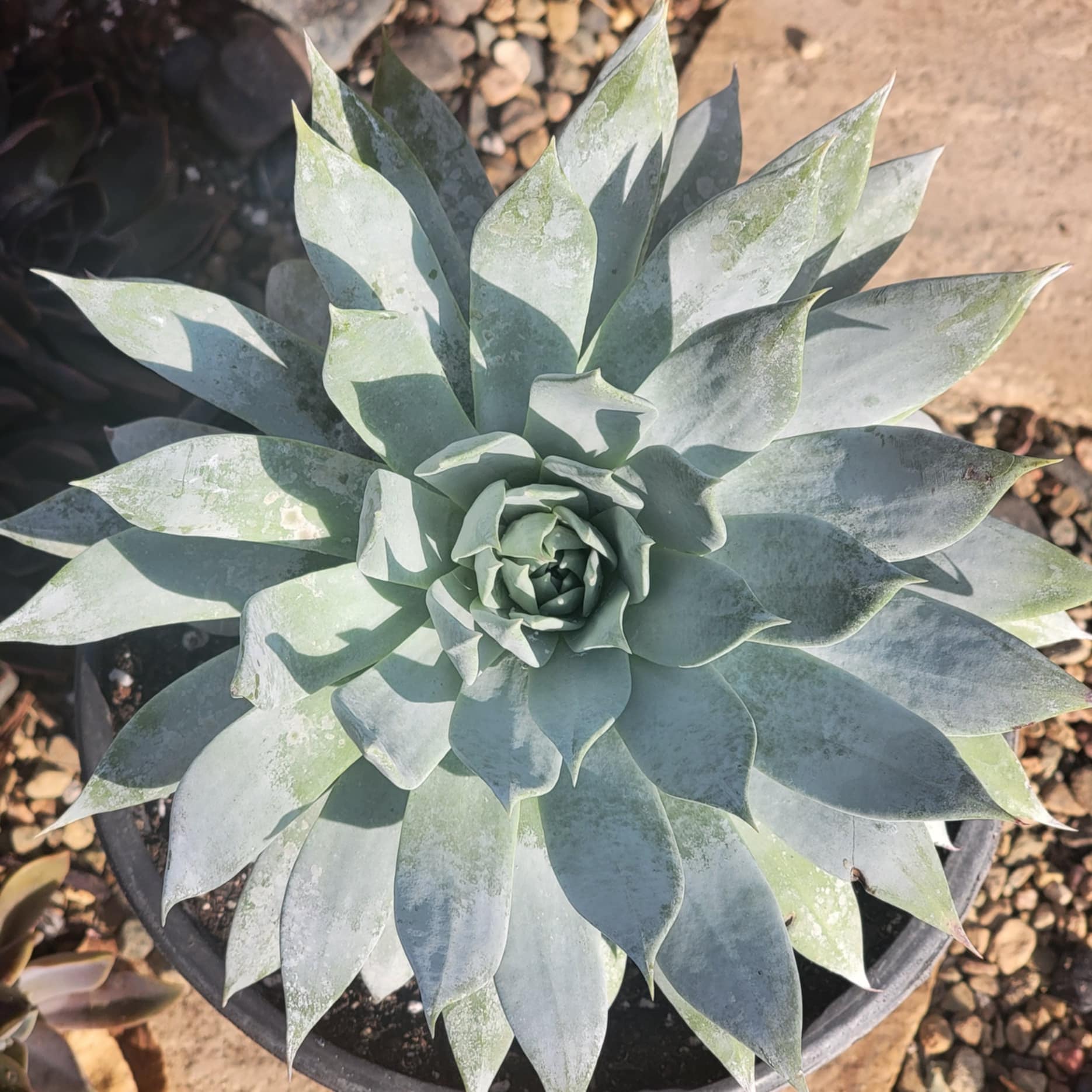 succulent chalkboard Dudleya brittonii 'Giant Chalk' – DesertScapeSucculent
