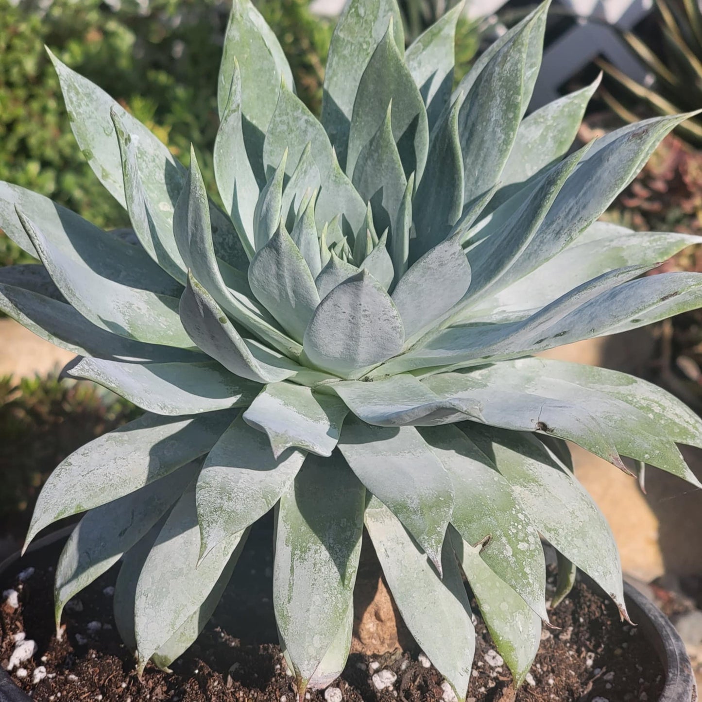 DesertScapeSucculent Succulent Dudleya brittonii