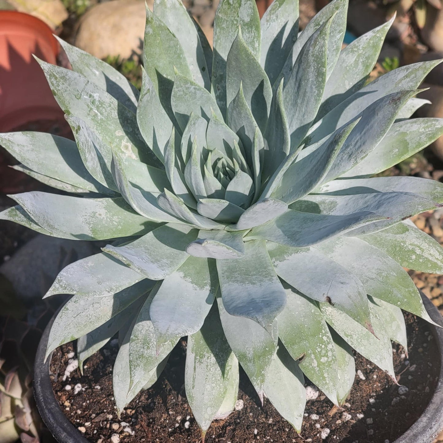 DesertScapeSucculent Succulent Dudleya brittonii