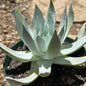 Dudleya brittonii - 6 Inch Assorted - Succulent - DesertScapeSucculent