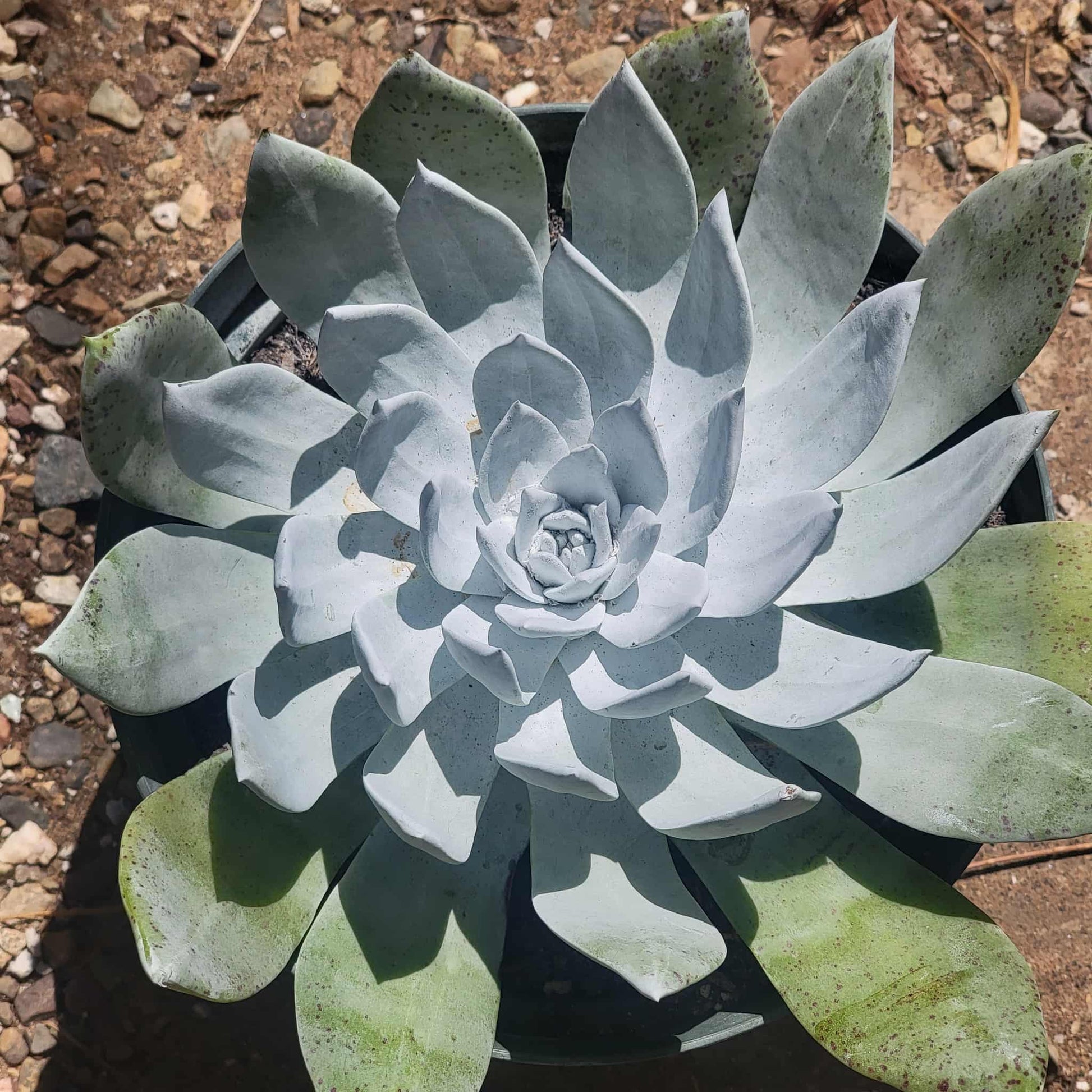 Dudleya brittonii - 8 Inch Assorted - Succulent - DesertScapeSucculent