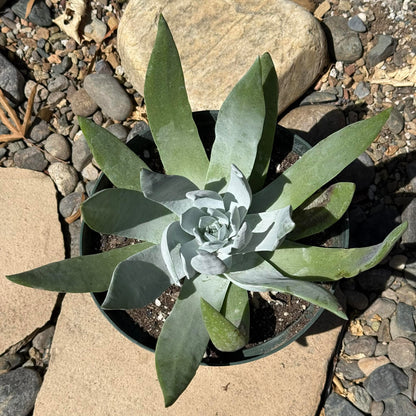 DesertScapeSucculent Succulent Dudleya brittonii 'Giant Chalk'
