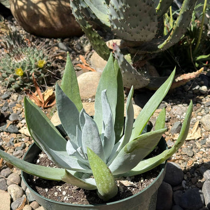 DesertScapeSucculent Succulent 8 Inch Dudleya brittonii 'Giant Chalk'
