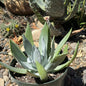DesertScapeSucculent Succulent 8 Inch Dudleya brittonii 'Giant Chalk'