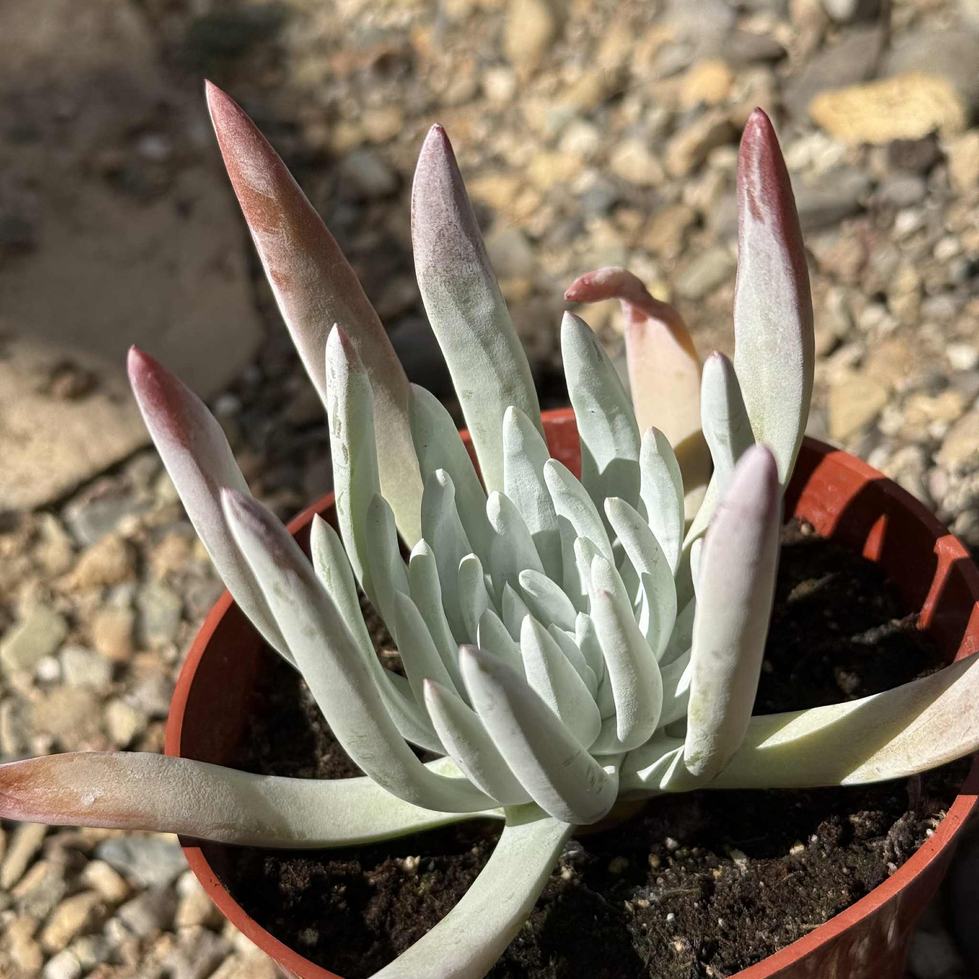 succulent with fingers Dudleya edulis 'Fingertips'