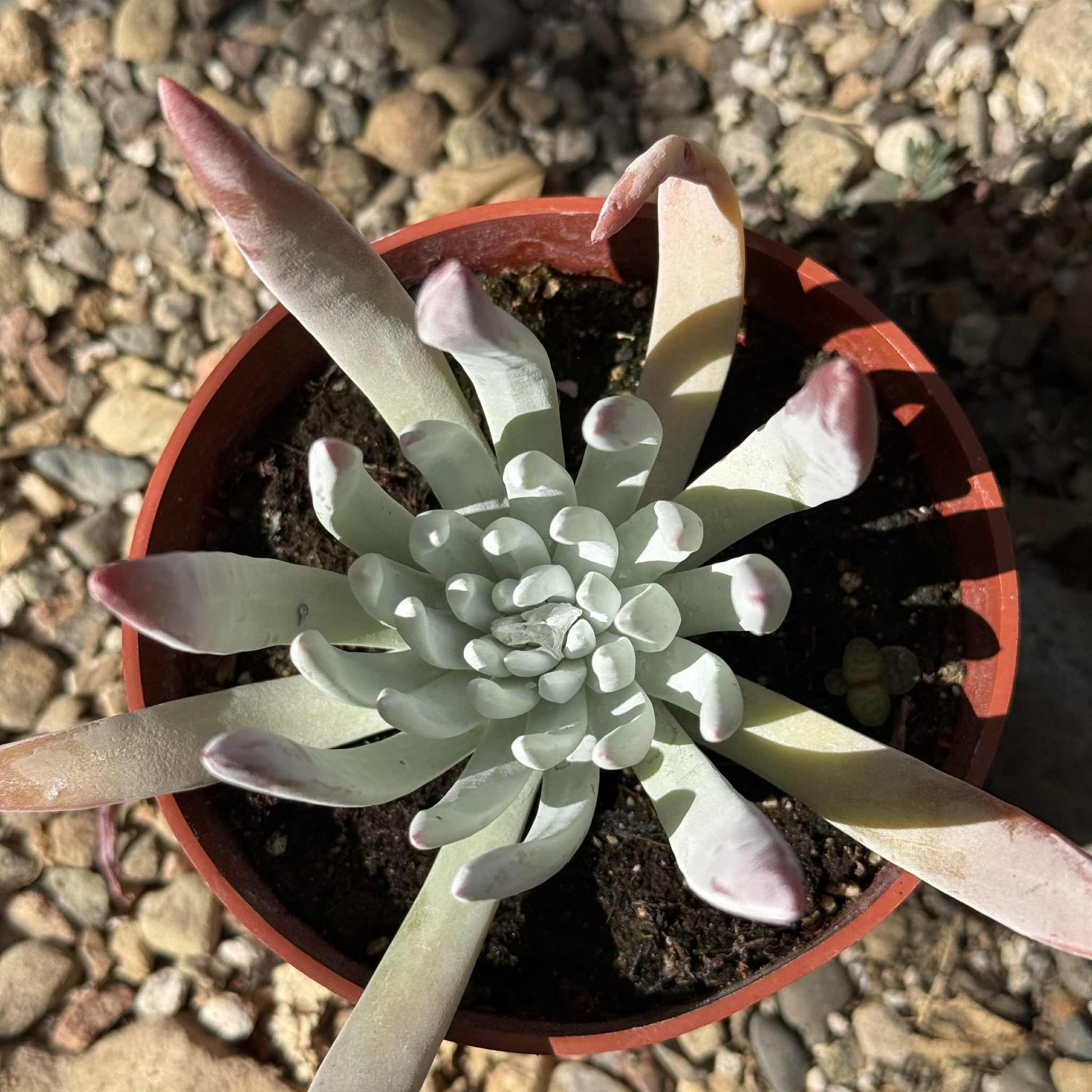 dedos succulent Dudleya edulis 'Fingertips' – DesertScapeSucculent