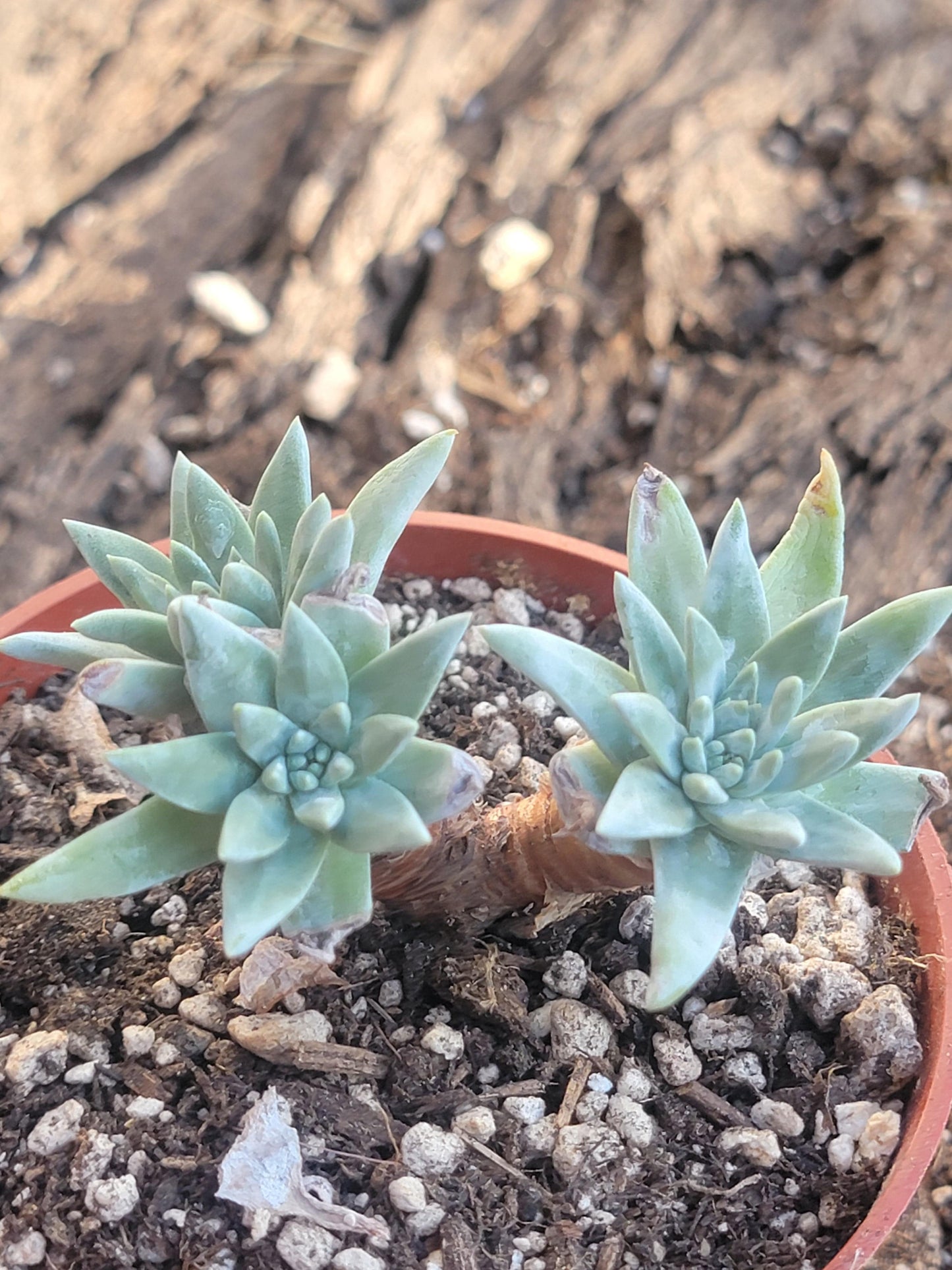 Amas de Dudleya Gnoma 'White Sprite'