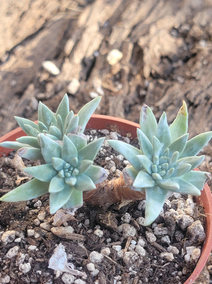 Clúster Dudleya Gnoma 'White Sprite'